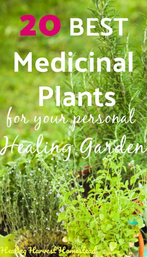 Medicine Plants, Medicinal Herb Garden, Best Herbs To Grow, Medical Plants, Medicine Garden, Herbs To Grow, Magickal Herbs, Medicinal Herbs Garden, Medical Herbs