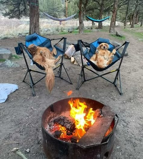 Camping With Golden Retrievers Camping Aesthetic, Camping Ideas, Funny Animal Memes, Canine Companions, Dog Memes, Animal Photo, Rottweiler, Animal Memes, Campfire