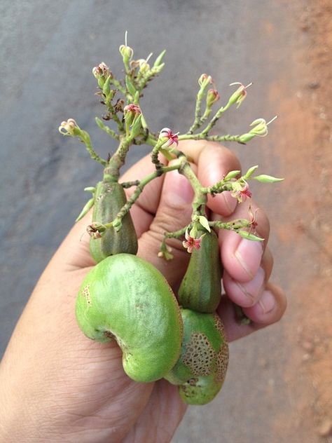 Cashew Tree, Plant Kitchen, Garden Crafts Diy, Cashew Nut, Tropical Fruits, Garden Pool, Growing Tree, Garden Crafts, Planting Seeds