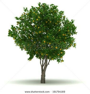 citrus sinensis laranjeira Citrus Sinensis, Tree Png, Dandelion, Plants, Flowers