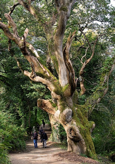 Going to see a bird - The Lost Gardens of Heligan in St. Austell, England Heligan Gardens, Hayling Island England, Mawphlang Sacred Forest, Glasgow Botanic Gardens, Lost Gardens Of Heligan, Lost Gardens Of Heligan Cornwall, Lost Garden, Old Trees, Ancient Tree