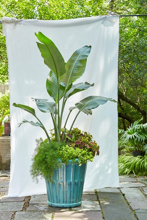 The giant leaves of bird-of-paradise resemble a banana leaf, but the plant is much more drought-tolerant. For textural and color contrast, underplant it with frothy asparagus fern, red-heart coleus, and chartreuse creeping Jenny. #gardening #gardenideas #containergardening #tropicalplants #bhg Tall Container Plants, Tropical Container Garden, Garden Combinations, Giant Leaves, Full Sun Container Plants, Fall Container Plants, Birds Of Paradise Plant, Pool Plants, Bird Of Paradise Plant