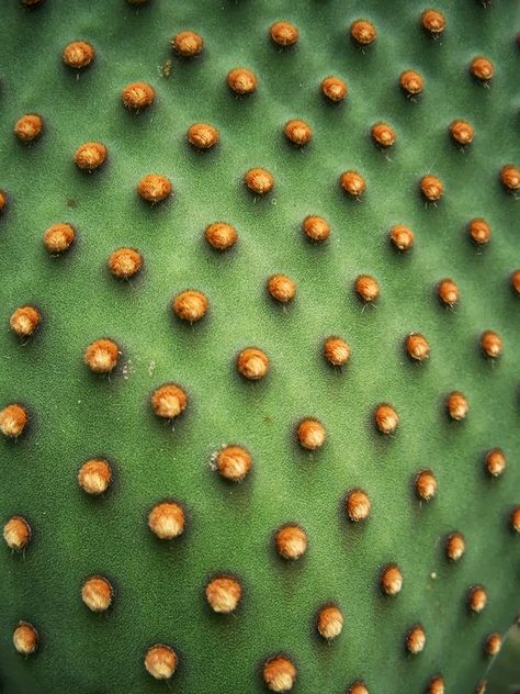 Cactus Close Up, Cactus Texture, Texture References, Microscope Photography, Cactus Photo, Forms In Nature, Point Art, Macro Photography Nature, Cactus Photography