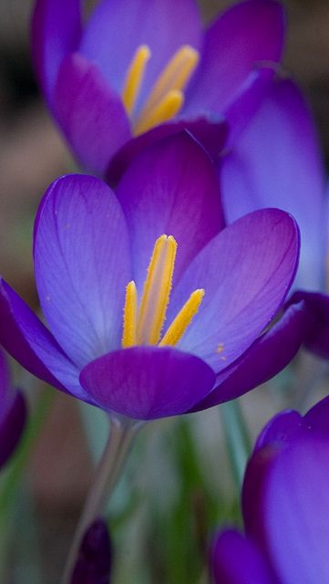 ✯ Crocus نباتات منزلية, Crocus Flower, Gardening Supplies, Exotic Flowers, Flower Beauty, Beautiful Blooms, Flower Seeds, Love Flowers, Amazing Flowers