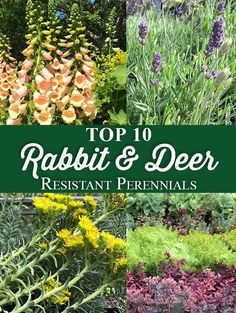 Deer Resistant Shade Plants, Deer Resistant Landscaping, Deer Proof Plants, Rabbit Resistant Plants, Deer Resistant Flowers, Deer Resistant Garden, Deer Resistant Perennials, Deer Resistant Plants, Shade Perennials