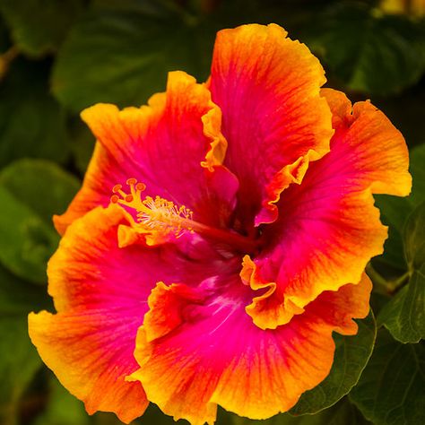 Hawaiian Multi-colored Hibiscus from Kauai Orange And Pink, Kauai, Pink Flower, Hibiscus, Orange, Flowers, Green, Red, Pink