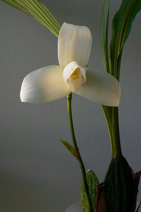 White Nun Orchid, Nun Orchid, Unusual Orchids, Grow Orchids, Nice Flower, Plant Fungus, Growing Orchids, National Flower, Still Life Flowers