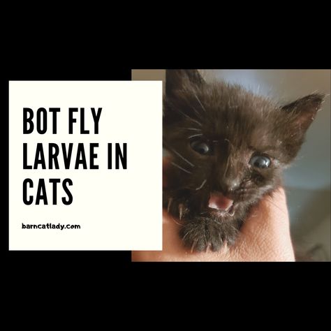 Bot Fly Larvae in Cats - Gross Pictures Included! #barncatlady #blogpost #botfly #warbles #cats #catrescue #communitycats Bot Fly, Fly Infestation, Barn Cat, Cat Info, Cat Stories, Kitten Care, Feral Cats, Outdoor Cats, Cat Care