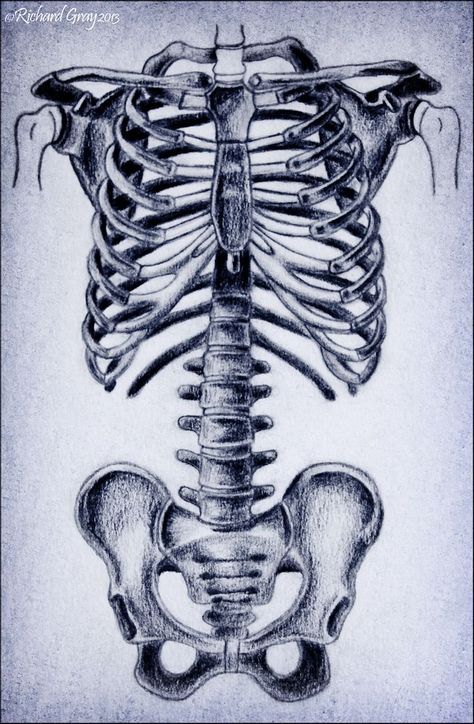 The Human Ribcage, Spine and Pelvis by RicGrayDesign on DeviantArt | Human rib cage, Rib cage drawing, Human anatomy art Rib Cage Drawing, Rib Cage Anatomy, Spine Drawing, Human Ribs, Human Rib Cage, Galaxia Wallpaper, Anatomy Book, Anatomy Tattoo, Cage Tattoos