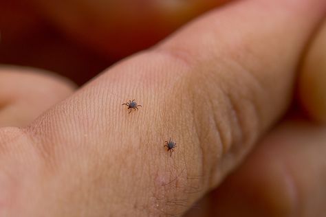 Prevention of Ticks on Your Horse Property. It is possible for ticks to survive throughout the year in warmer climates, making vigilance a smart management practice year-round. Cat Remedies, Tick Removal, Tick Bite, Zika Virus, Mosquito Control, Mosquito Bite, Brain Fog, Healing Herbs, A Chair