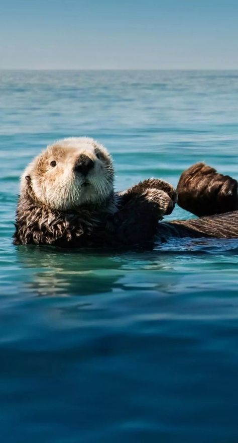 Otter Aesthetics, Otter Wallpapers, Cool Sea Creatures, Baby Sea Otters, Funny Horse Videos, Nest Art, Otters Cute, Watercolor Paintings Of Animals, Sea Otters