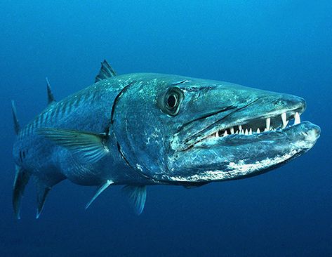 Picture of a great barracuda (Sphyraena barracuda) Dangerous Fish, Strongest Animal, Cool Fish, Marine Fish, Water Life, Deep Sea Fishing, Ocean Creatures, Ocean Animals, Underwater World