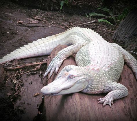 Albino Gator Rare Albino Animals, White Alligator, White Animals, Albino Animals, Unusual Animals, Rare Animals, Animal Reference, Animal References, Crocodiles