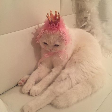 What Am I Doing With My Life?: Photo Check more at https://cateper.com/what-am-i-doing-with-my-life-photo/ White Cat, Couch, Crown, Pink, White