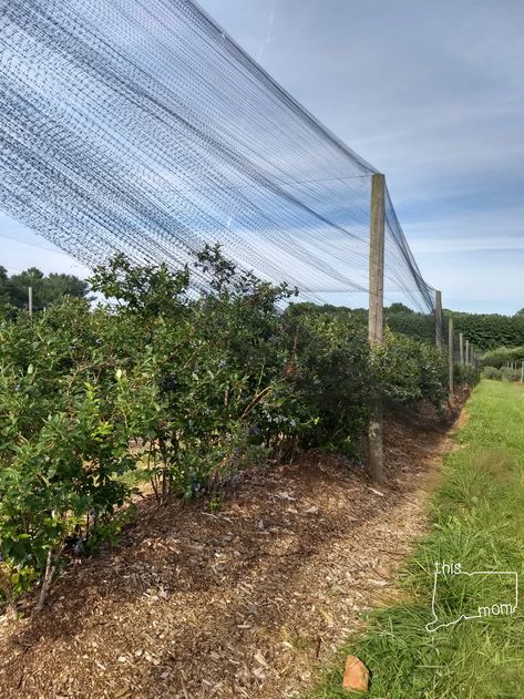 Blueberry Orchard, Blueberry Field, Food Forest Design, Community Farm, Blueberry Picking, Blueberry Farm, Support Local Farmers, Berry Farm, Blueberry Bushes