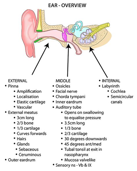 Instant Anatomy - Head and Neck - Areas/Organs - Ear - General overview Ear Notes, Anatomy Of The Body, Anatomy Head, Ear Reflexology, Ear Anatomy, Basic Anatomy And Physiology, Medical Student Study, Create A Business, Human Body Anatomy