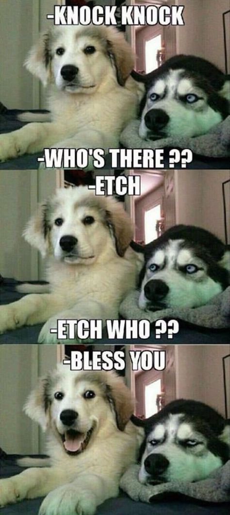 Bad Pun Dog, Humor Animal, Kid Jokes, Dog Puns, Dog Jokes, Cute Animal Memes, Bad Puns, Funny Dog Memes, Funny Animal Quotes