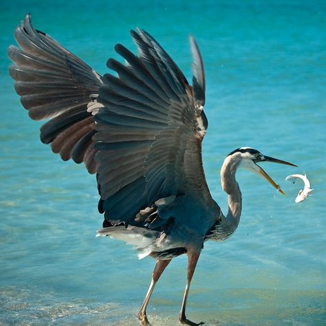 Pictures of Birds Catching Fish | Beautiful Bird Pictures Blue Heron Tattoo, Heron Tattoo, Grey Heron, Great Blue Heron, Amazing Birds, Raising Money, Bird Watcher, Catching Fish, Blue Dream