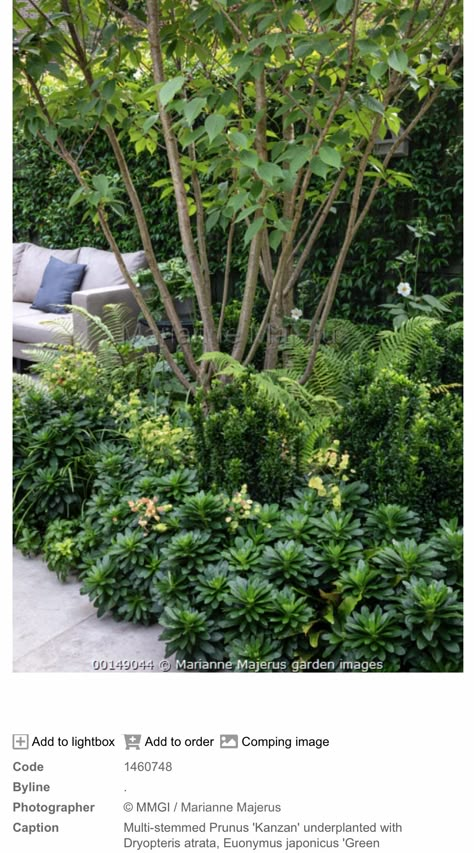 Multi Stemmed Small Trees, Multistem Trees, Plant Character, Small Garden Patio, Tree Garden Design, Small Patios, Small Urban Garden, Garden Decking, Tree Borders