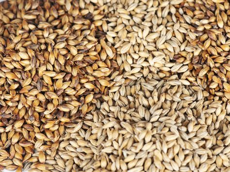 You Want Better Beer? Good. Here's a Better Barley Genome Homebrew Setup, Moonshine Recipes, Human Genome, Home Brewing Beer, Food Science, Caramel Flavoring, How To Make Beer, Lead The Way, Beer Brewing