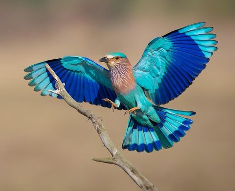 Roller Bird, Lilac Breasted Roller, Most Beautiful Birds, Pet Day, Exotic Birds, Tropical Birds, Pretty Birds, Colorful Birds, Little Birds