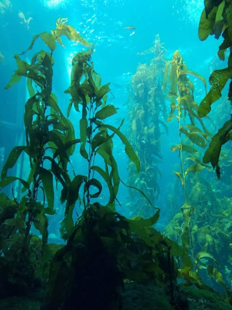 Underwater kelp forest Underwater Landscape Photography, Underwater Forest, Oceanography Aesthetic, Underwater Aesthetic, Kelp Forest Desktop Wallpaper, Underwater Seaweed, Seaweed Underwater, Seal In Kelp Forest, Sea Plants Underwater