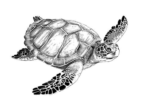 Turtle Sketch, Sea Turtle Drawing, Sea Turtle Tattoo, Turtle Tattoo Designs, Turtle Drawing, Sea Turtle Art, Sea Life Art, Tattoo Templates, Sketch Tattoo Design