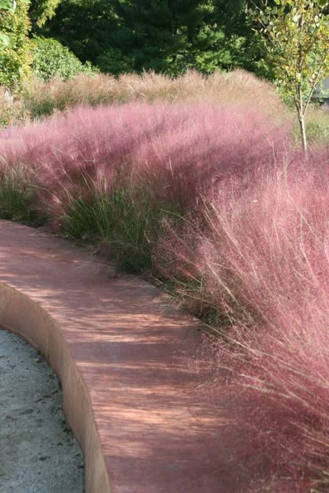 Pink Grass, Grasses Garden, Pink Garden, Garden Landscape Design, Ornamental Grasses, Garden Cottage, Front Garden, Dream Garden, Cottage Garden