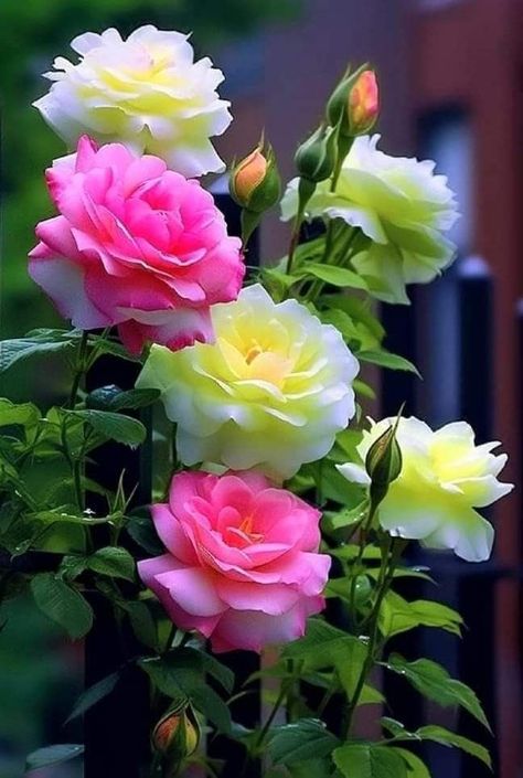 Sustainable Floristry, Flower Symbolism, Nature Therapy, Celebrity Aesthetic, Good Morning Flowers Rose, Rose Belle, Very Beautiful Flowers, Rose Flower Pictures, Flower Preservation