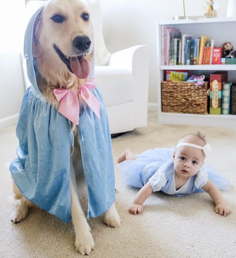 Cinderella Dog Costume, Baby And Dog Costume Ideas, Dog And Baby Halloween Costumes, Family Costume With Dog, Cinderella Halloween Costume, Evil Queen Costume, Cinderella Theme, Cinderella Costume, Disney Halloween Costumes