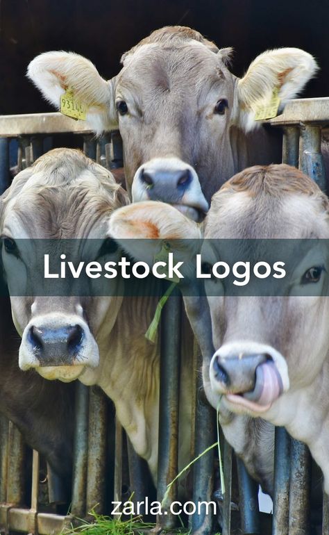 10 incredible logo suggestions for your livestock business. Poultry Business, Country Boutique, Livestock Feed, Cattle Feed, Boutique Names, Free Logos, Agriculture Logo, Business Name Ideas, Livestock Farming