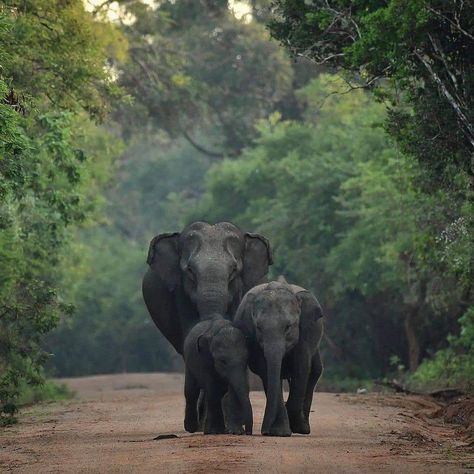 #Srilanka #Tourisum National Park is the most visited and second largest national park in Sri Lanka, bordering the Indian Ocean. The park consists of five blocks, ... Location: Southern and Uva Provinces, Sri Lanka Area: 978.807 km2 (377.919 sq mi) Sri Lanka Wildlife, Sri Lanka Trincomalee, Sri Lanka Elephants, Yala National Park Sri Lanka, Asian Elephants, Sri Lanka Holidays, Wild Elephant, Knysna, Sri Lanka Travel