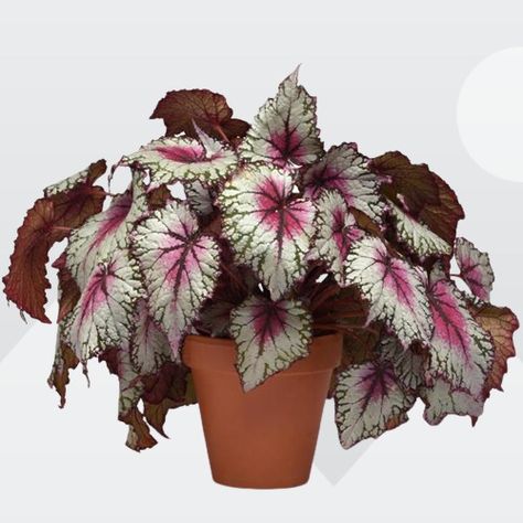 Begonia Rex (Painted-leaf Begonia) Indoor Care and Growing Guide Begonia Aesthetic, Begonia Plant, Rex Begonia, November Flower, Pink Splash, Winter Rose, Indoor Gardens, Small Succulents, Leaf Coloring