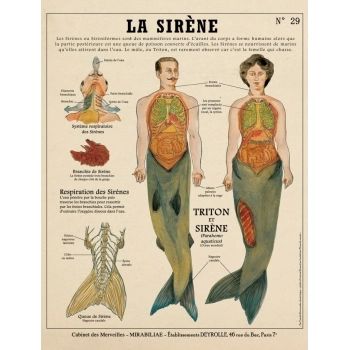 la-sirene-creatures-fantastiques Siren Mermaid, Men Sport Pants, Architecture Design Sketch, Trippy Wallpaper, Mermaid Print, Dance Workout Videos, Cabinet Of Curiosities, Mythological Creatures, Mermaid Art