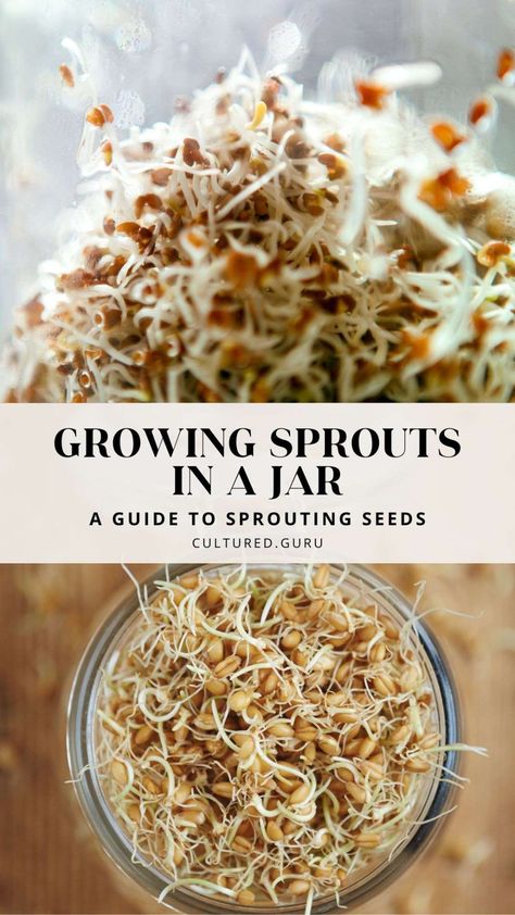 Growing sprouts in a jar is an easy and rewarding experience with many nutritional benefits. So, gather your mason jars, pick your favorite sprouting seeds using this guide, and start sprouting seeds at home. Sprouted Foods, Sprouts In A Jar, Best Prebiotic Foods, Microgreens Recipe, Growing Beans, Growing Sprouts, Fasting Recipes, Prebiotic Foods, Broccoli Seeds