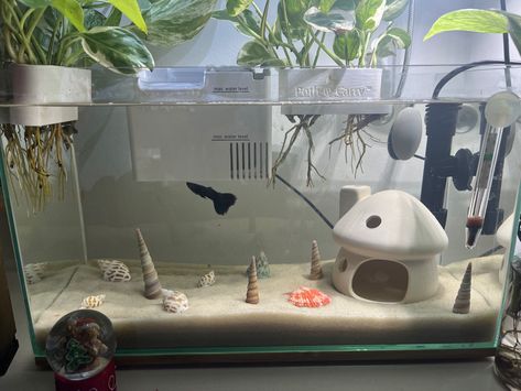 Minimalist, fish tank, seashell, sand, fish tank aesthetic, fish tank, cute fish tank Fish Tank Sand Ideas, Dream Fish Tank, Fish Tank Cute, Fish Tank In House, Cute Betta Fish Tank Ideas, Pink Fish Tank Ideas, Cute Fish Tank Ideas Aesthetic, Betta Fish Tank Aesthetic, Dorm Fish Tank