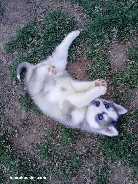 Meet Rylee « Bama Huskies White Husky Puppy, Siberian Husky Funny, Husky With Blue Eyes, Cute Husky Puppies, Husky Puppies For Sale, White Husky, Husky Puppies, Cute Husky, Siberian Husky Dog