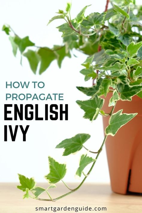 How to propagate english ivy in water. This simple method of ivy propagation is easy to do and can multiply your ivy plants in no time. English Ivy Propagation In Water, Propagating Ivy Plants, Propagate English Ivy In Water, Propagating Ivy In Water, Propagating Station Ideas, Propagate Plants In Water, Easy Plant Propagation, How To Propagate Ivy, Propagating English Ivy