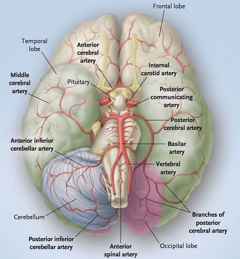 Medical Doctors Worldwide on Instagram: “The Blood Supply of the Brain  Arterial supply of the brain stem ,cerebellum , occipital lobe ,posterior temporal lobes and thalamus. The…” Cerebellum Anatomy, Blood Vessels Anatomy, Brain Anatomy And Function, Brain Lobes, Arteries Anatomy, Medical Radiography, Internal Carotid Artery, Vertebral Artery, Human Muscle Anatomy