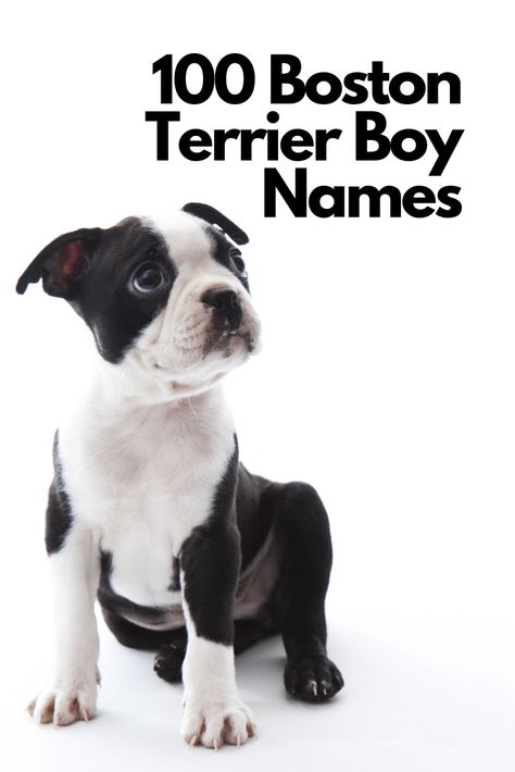 Boston Terrier In Clothes, Dog Name Ideas, Brindle Boston Terrier, Red Boston Terriers, Baby Boston Terriers, Boston Terrier Names, Boy Dog Names, Cute Names For Dogs, Boston Terrier Funny