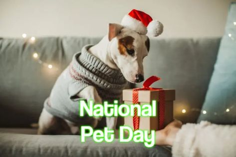 National Pet Day 2023 - When, Where and Why it is Celebrated? National Pet Day 2023, National Mutt Day, Love Your Pet Day, National Pet Day, Are You Bored, National Days, Pet Day, Love Your Pet, Dog Activities