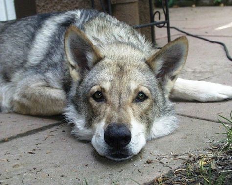 Wolf Tamaskan Dog, Northern Inuit Dog, Czechoslovakian Wolfdog, Wolf Dogs, Wolf Life, Wolf Husky, Every Dog Breed, Wolf Hybrid, Pet Dogs Puppies