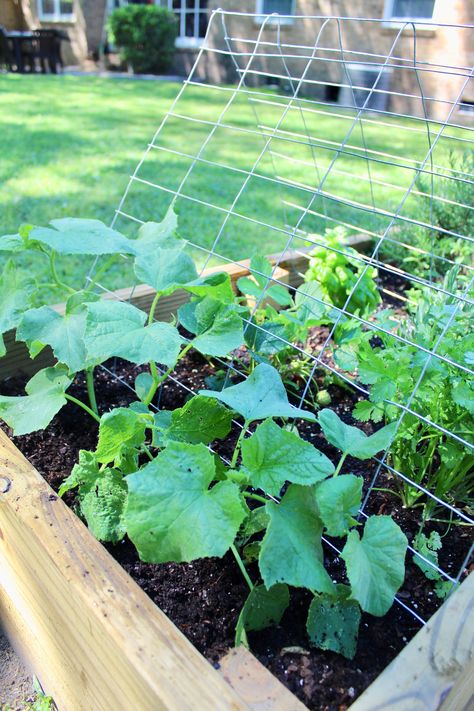 Squash Trellis, Vegetable Trellis, Cucumber Gardening, Gardening For Dummies, Wire Fencing, Squash Plant, Cucumber Trellis, Trellis Ideas, Cucumber Plant