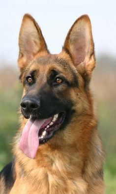 German Sheperd Dogs, Big Dog Breeds, Shepherd Dog Breeds, Coban, Pretty Dogs, Large Dog Breeds, Dog Images, German Shepherd Dog, Shepherd Puppies