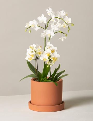 Plant Care Instructions, Plant Benefits, Flower Delivery Service, Plant Supplies, Easy Care Plants, Houseplants Indoor, Summer Plants, Orchid Care, Phalaenopsis Orchid