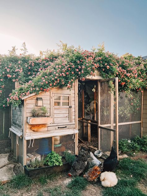 Peggy Martin roses draped over backyard chicken coop. Beautiful Chicken Coop Gardens, Chicken Coop Photography, Outdoor Garden Wall Ideas Decorative, Chicken Coop Decoration Ideas, 3 Chicken Coop, Homestead House Exterior, Simple Farm Life Aesthetic, Dark Green Chicken Coop, Chicken Village Ideas