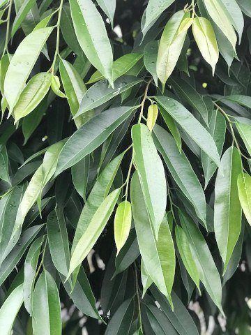 Ficus maclellandii 'Amstel King' | Farm Life Tropical Foliage Ficus Maclellandii, Ficus Microcarpa, Interior Environment, Easy Care Houseplants, Fig Plant, Scale Insects, Dark Red Color, Ficus Tree, Indoor Trees