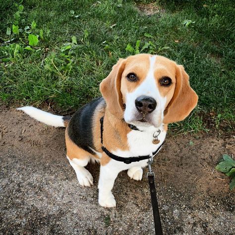 An Adorable Little Beagle Demonstrates the Wide Array of Beagle Demonstrates For Which His Breed Is Known Beagle Facts, Pocket Beagle, Lola Rose, Cute Beagles, Puppy Names, Beagle Puppy, Beagle Dog, New Puppy, Dog Friends