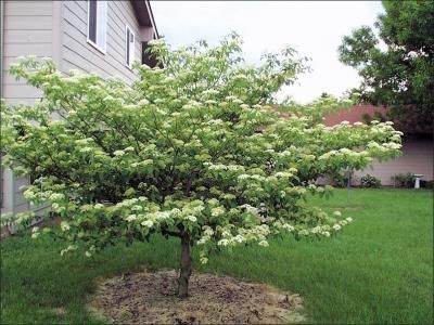 Kentucky Coffee Tree, Pagoda Dogwood, Betula Pendula, Seed Dispersal, Fruits Photos, Dogwood Trees, Dogwood Flowers, Fast Growing Trees, White Cedar