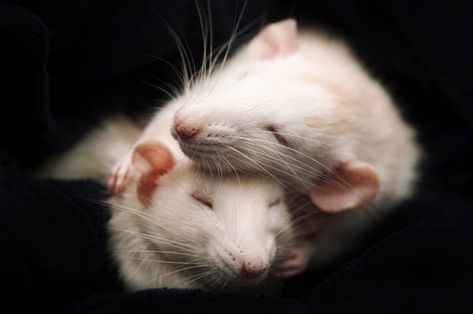 Jessica Florence "Duck and Worm" One of the most talented and very young photographers of our time Rats Hugging, Rats Cuddling, Cute Rats, Mice, Rats, Florence